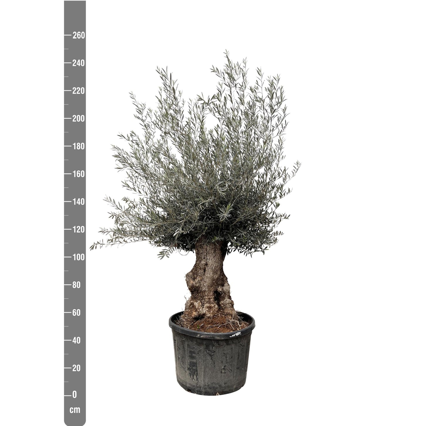 Olea Europaea Bonsai – 225 cm – Ø80