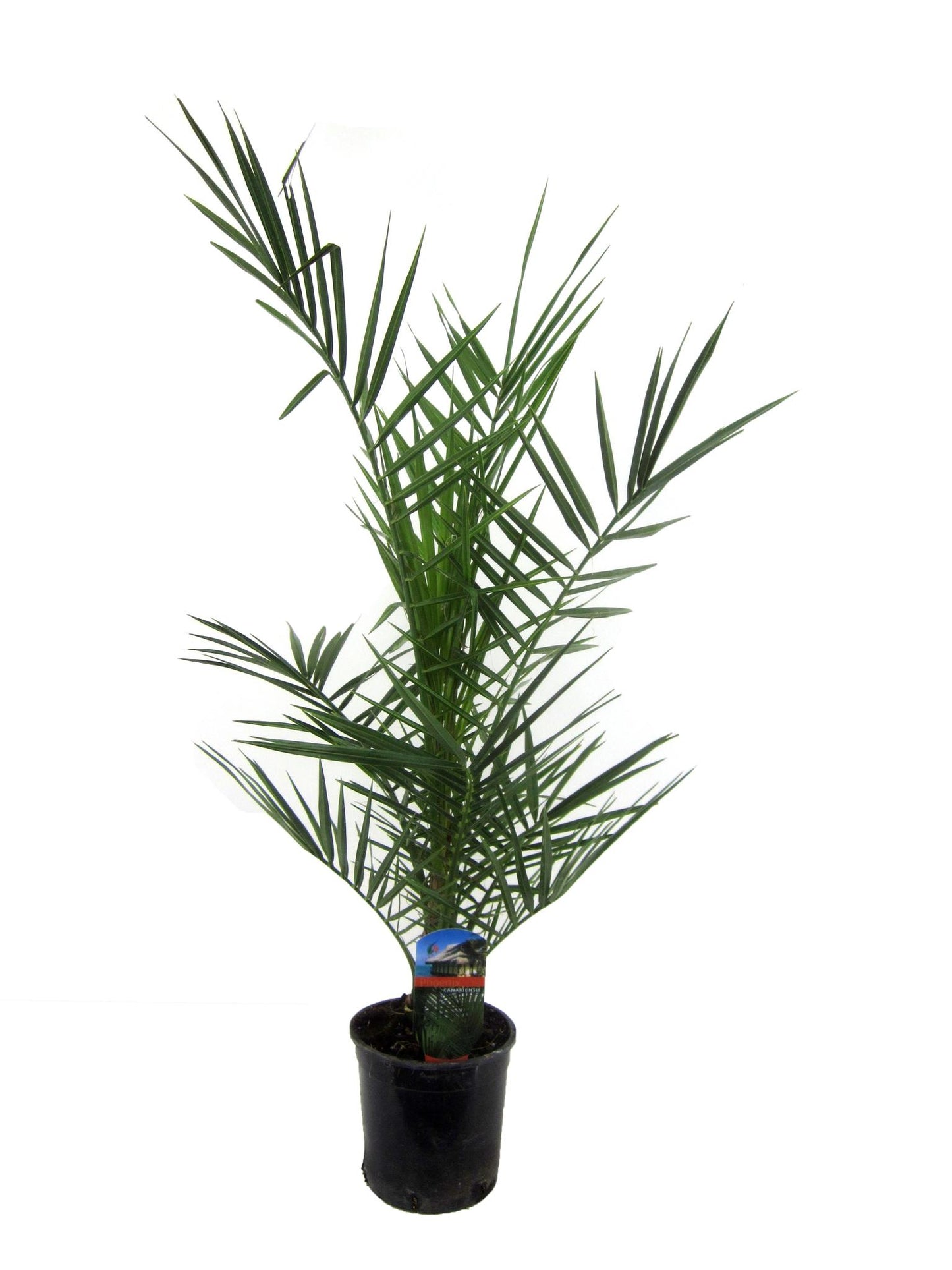 Phoenix Canariensis - 90 cm - Ø15cm