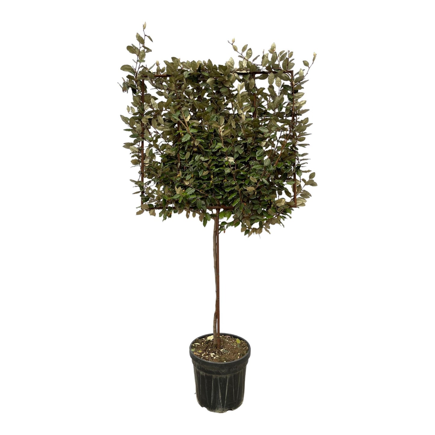 Eleagnus Ebbingei boom op rek - 225 cm - Ø40cm